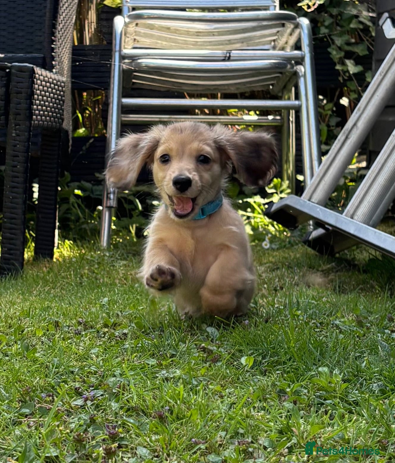 Miniature Dachshund dogs *READY TO GO*  LongHaired Miniature DachshundS - Advert 4