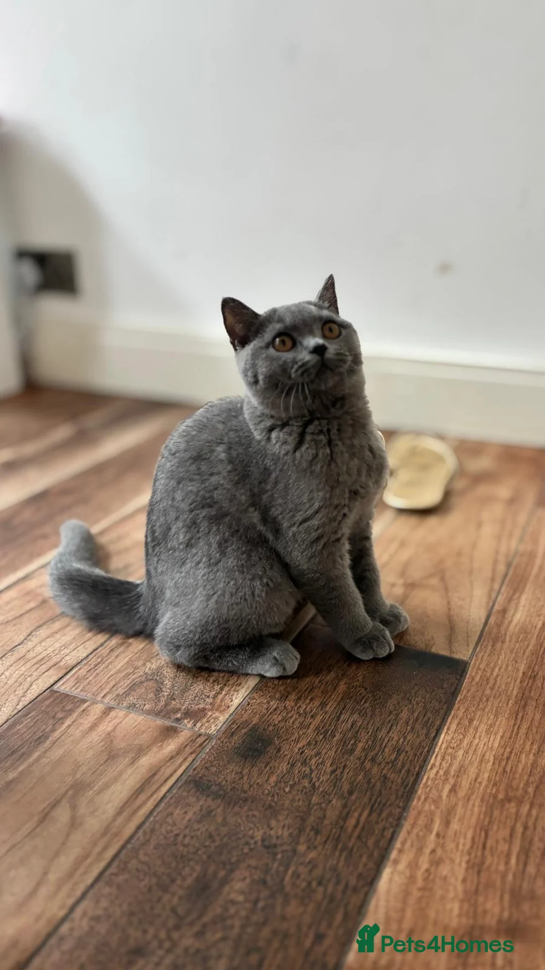 British Shorthair cats for sale: 👑🏆GCCF Registered British Shorthair Kittens🏆👑 - Advert 2