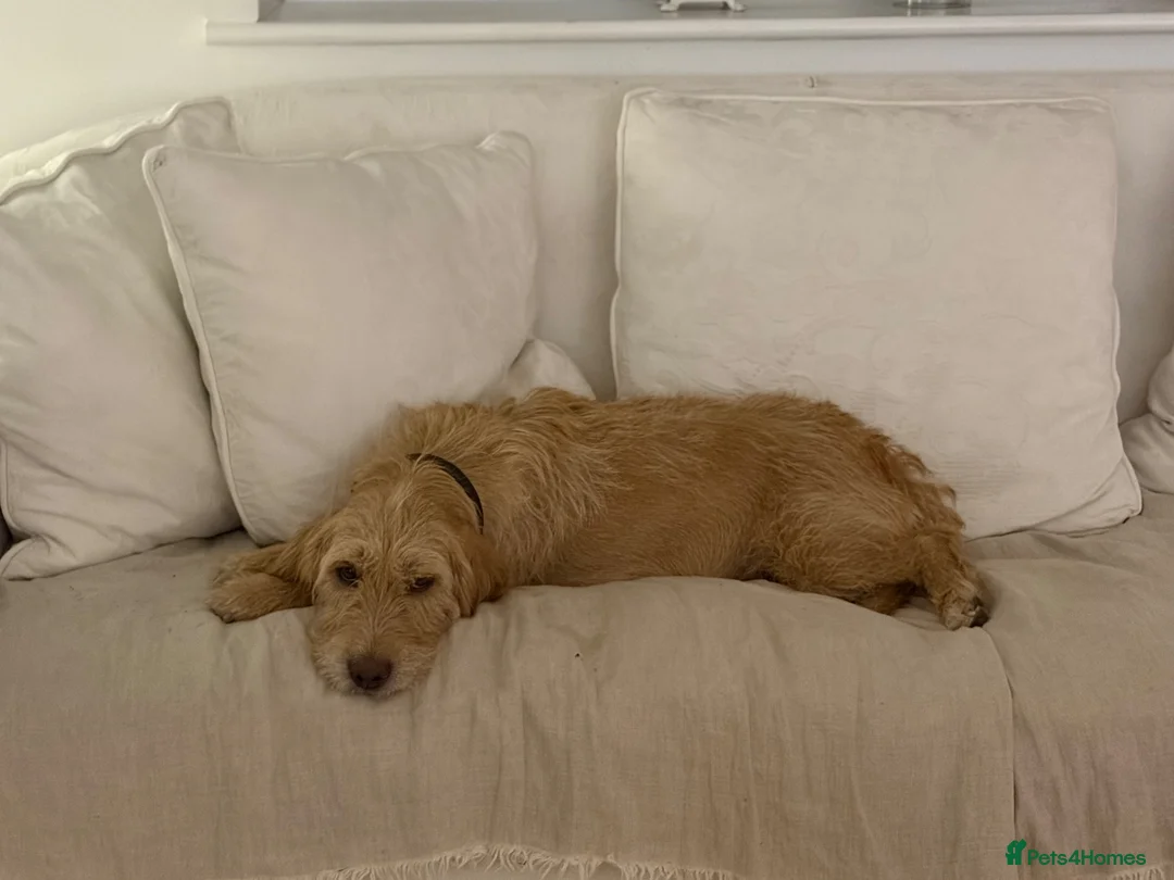 Mixed Breed dogs for sale: Two girl pups, basset Fauve de Bretagne  - Advert 2
