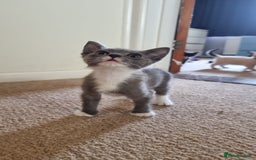 Mixed Breed cats for sale: 4 playful kittens - Image 2