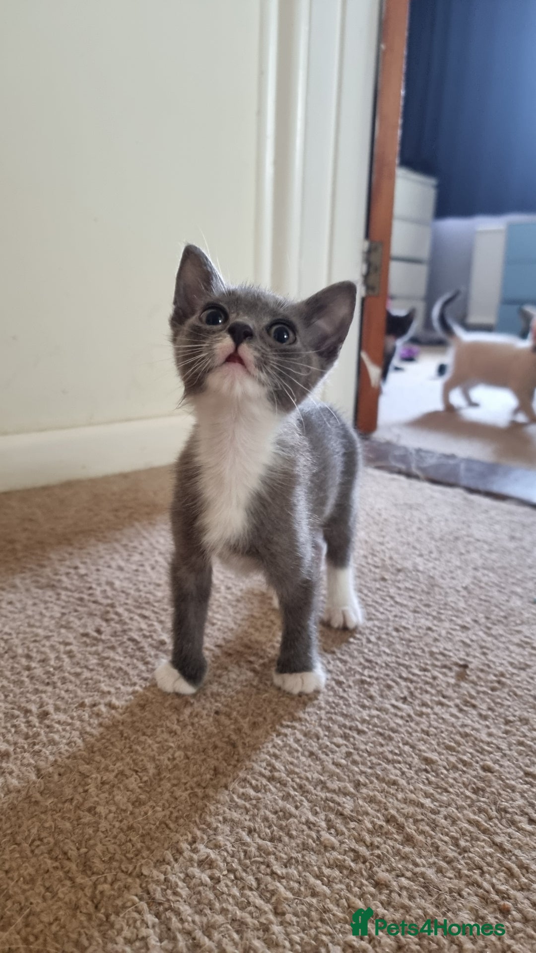Mixed Breed cats for sale: 4 playful kittens - Image 2