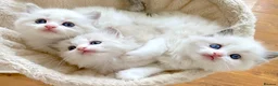 Ragdoll cats for sale: READY NOW ***** INDOOR PEDIGREE RAGDOLL KITTENS - Advert 11