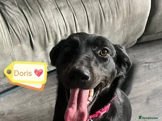 Mixed Breed dogs ❤️🐶 DORIS – A BIG SOFT HEART IN A YOUNG BODY - Advert 1