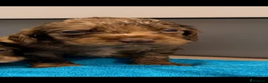 Cocker Spaniel 4