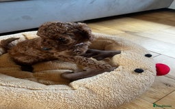 Miniature Poodle dogs for sale: 5 generation pedigree beautiful red mini poodles - Image 7