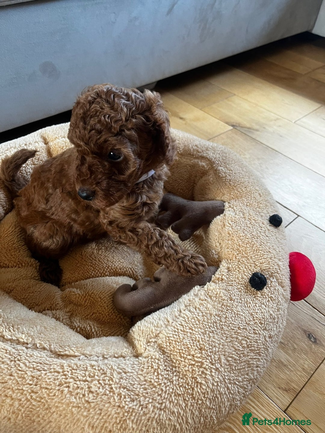 Miniature Poodle dogs for sale: 5 generation pedigree beautiful red mini poodles - Image 7
