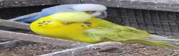 Budgerigars birds for sale: BUDGIES - various colours, various ages. - Advert 4