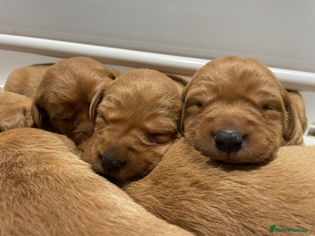 Labrador Retriever dogs for sale: Beautiful KC Registered Fox Red Pups - Advert 1