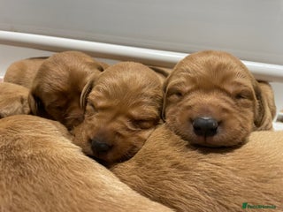 Labrador Retriever dogs Beautiful KC Registered Fox Red Pups - Advert 2