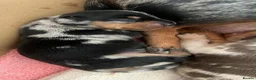 Miniature Dachshund dogs for sale: Beautiful dapple pups  - Advert 11