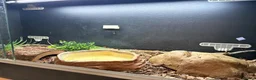 Python Snake reptiles for sale: Male Champagne Enchi Royal/Ball Python - Advert 8