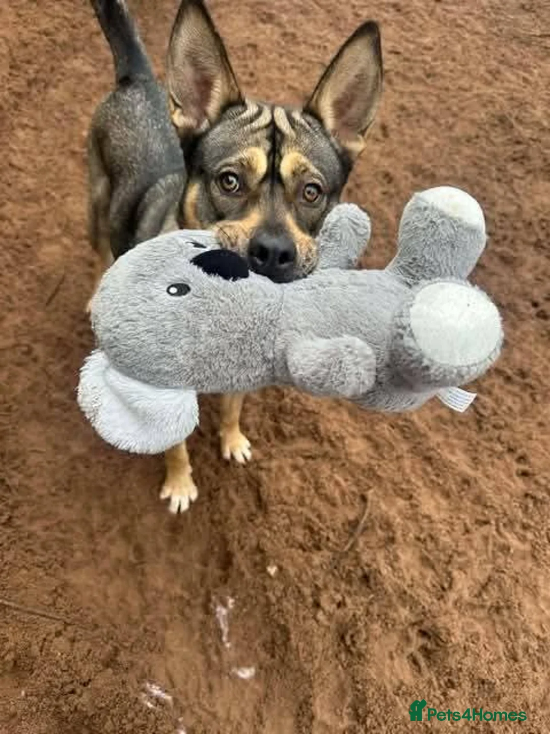 Mixed Breed dogs for adoption: Meet Kimmy, currently residing in Cheshire  - Advert 2