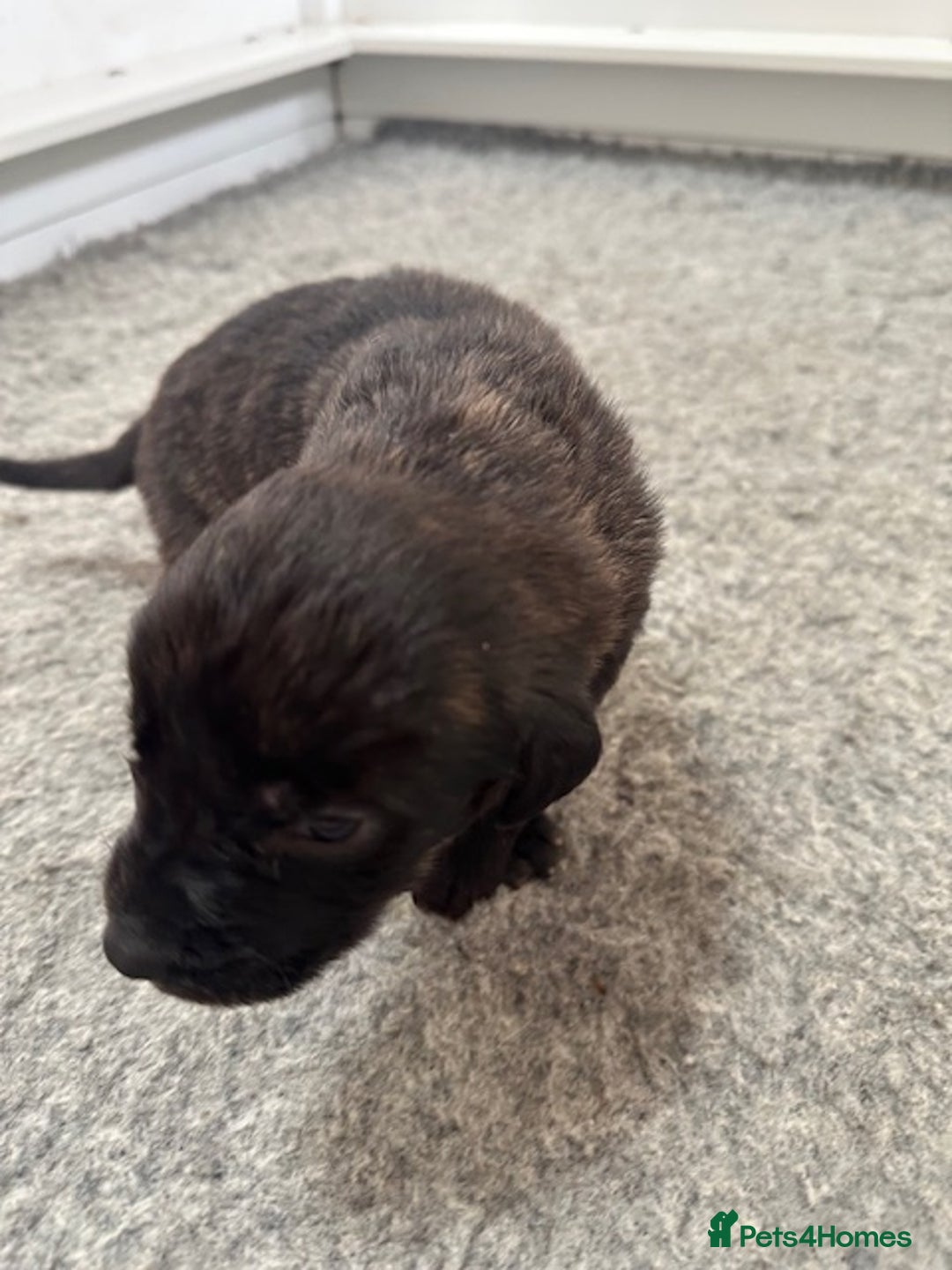 Mastiff dogs for sale: Pedigree Puppies of our Portuguese cattle dogs. - Image 9
