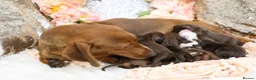 Miniature Dachshund dogs for sale: KC Miniature Dachshund Puppies - Advert 9