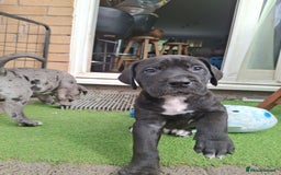 Mixed Breed dogs for sale: HARLEQUINN CANE CORSO X AMERICAN BULLDOGGE - Image 14