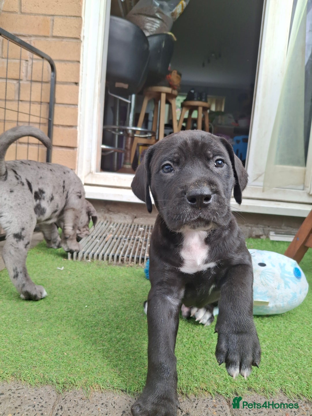 Mixed Breed dogs for sale: HARLEQUINN CANE CORSO X AMERICAN BULLDOGGE - Image 14