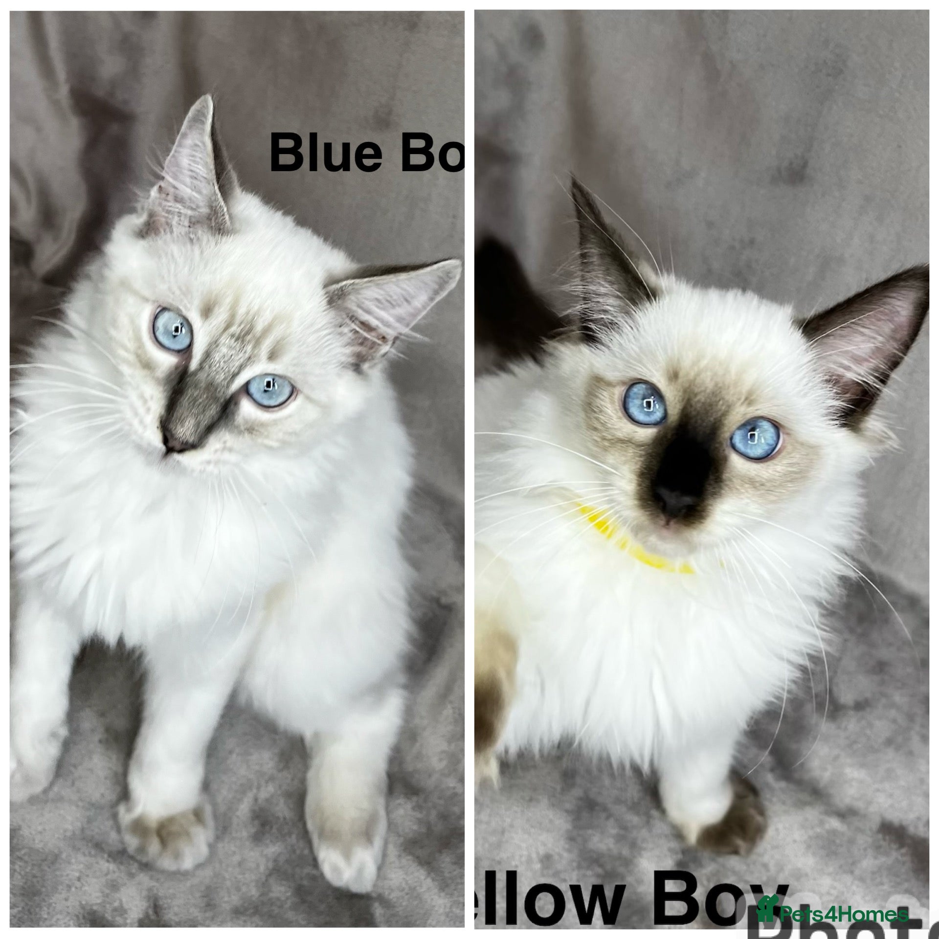 Ragdoll cats 😻Two Beautiful Pure Ragdoll Boys Left ❤️ - Advert 1