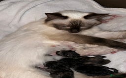 Mixed Breed cats for sale: Ragdoll mix kittens ready for new homes🤍 - Image 10