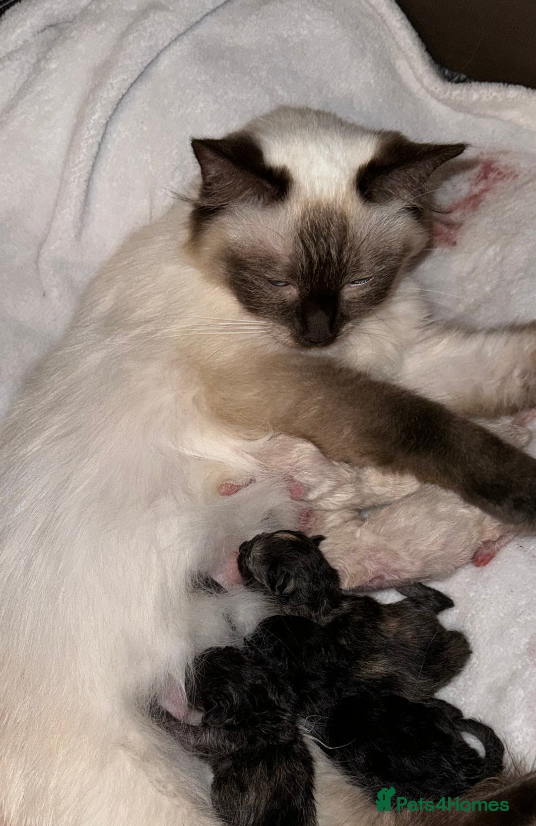 Mixed Breed cats for sale: Ragdoll mix kittens ready for new homes🤍 - Image 10