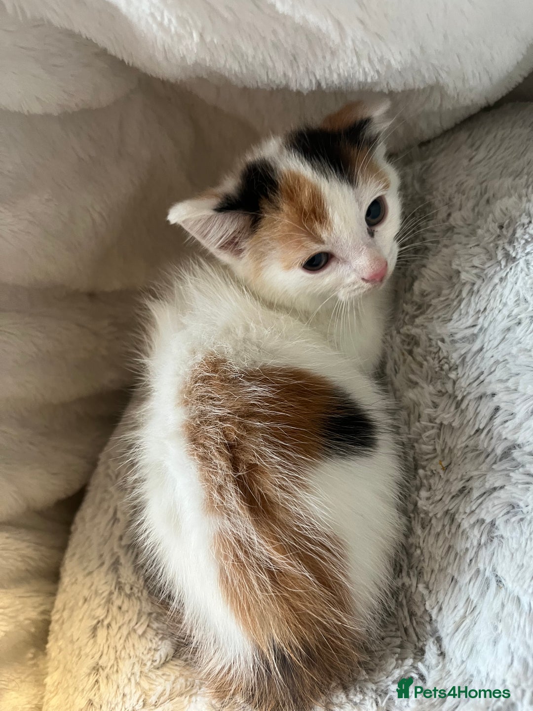 Mixed Breed cats for sale: 🐾 8 week Beautiful Girl Kitten - Advert 5