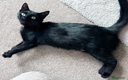 Mixed Breed cats for sale:  Loving Cat Looking for a New Forever Home - Image 1