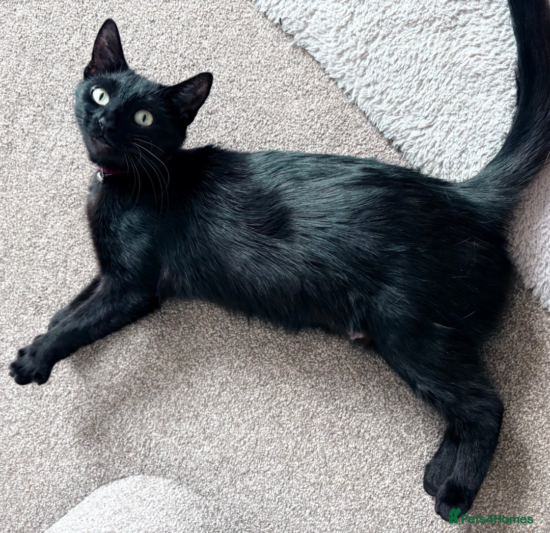 Mixed Breed cats for sale:  Loving Cat Looking for a New Forever Home - Image 1
