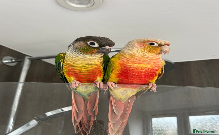 Conures birds - Advert 1