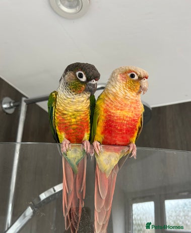 Conures birds - Advert 1
