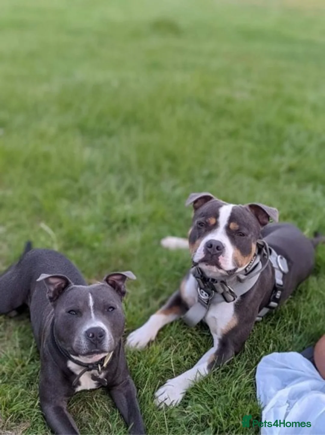 Staffordshire Bull Terrier dogs for stud: Tri Blue, PROVEN an the most beautiful temperament in Loughborough - Advert 15