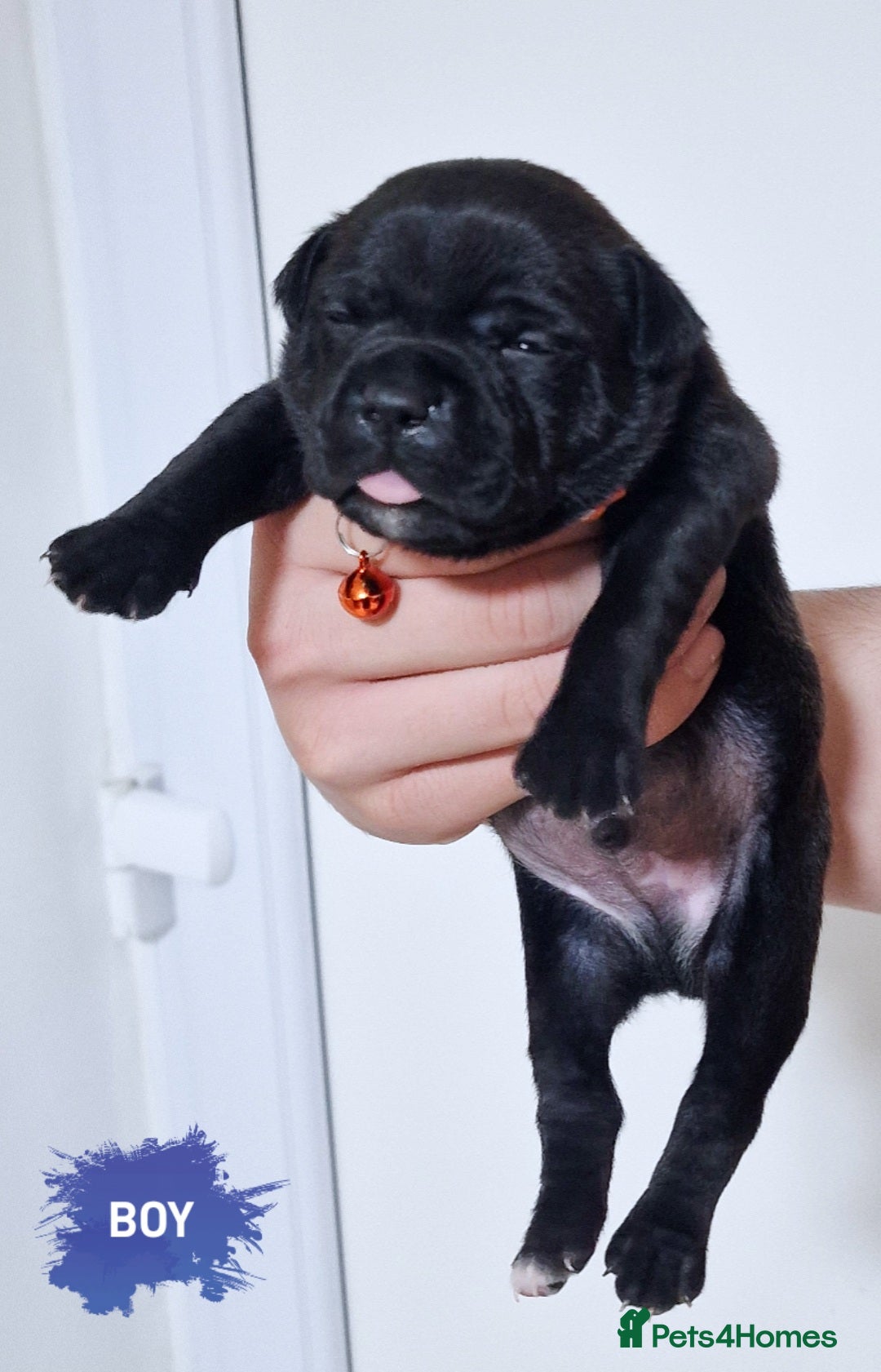 Staffordshire Bull Terrier dogs for sale: VALGO TOP GUN PUPPIES NOW AVAILABLE WOW 😍  - Advert 4