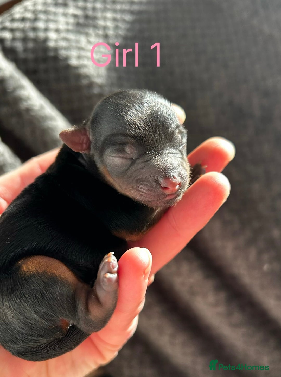 Yorkshire Terrier dogs for sale: Tiny Yorkshire terrier puppies  - Advert 3