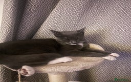 Mixed Breed cats for sale: Grey and white 6 months old  - Image 4