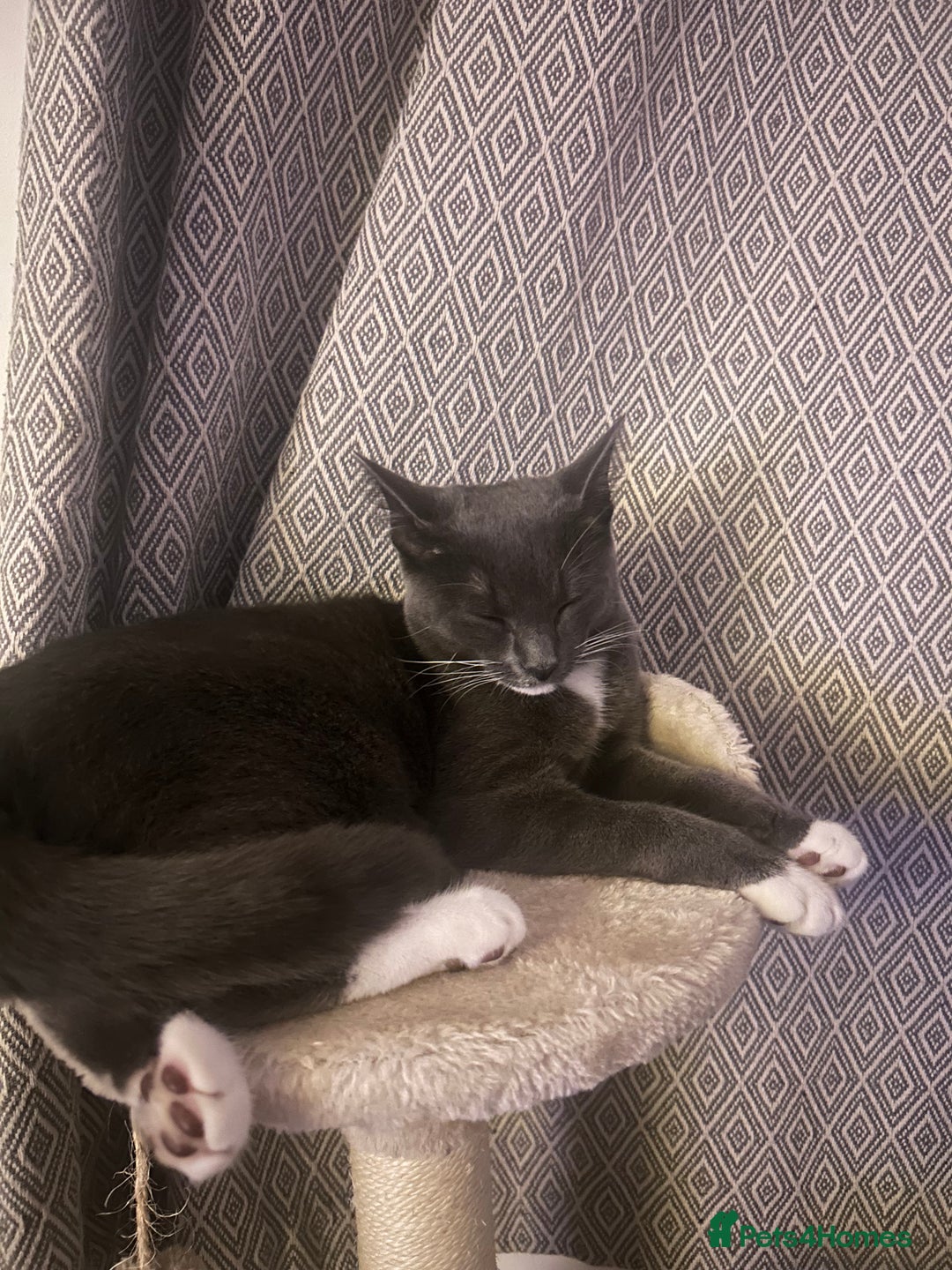 Mixed Breed cats for sale: Grey and white 6 months old  - Image 4