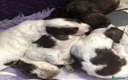 Cocker Spaniel dogs for sale: Gorgeous Working Cocker Spaniel puppies - Image 13
