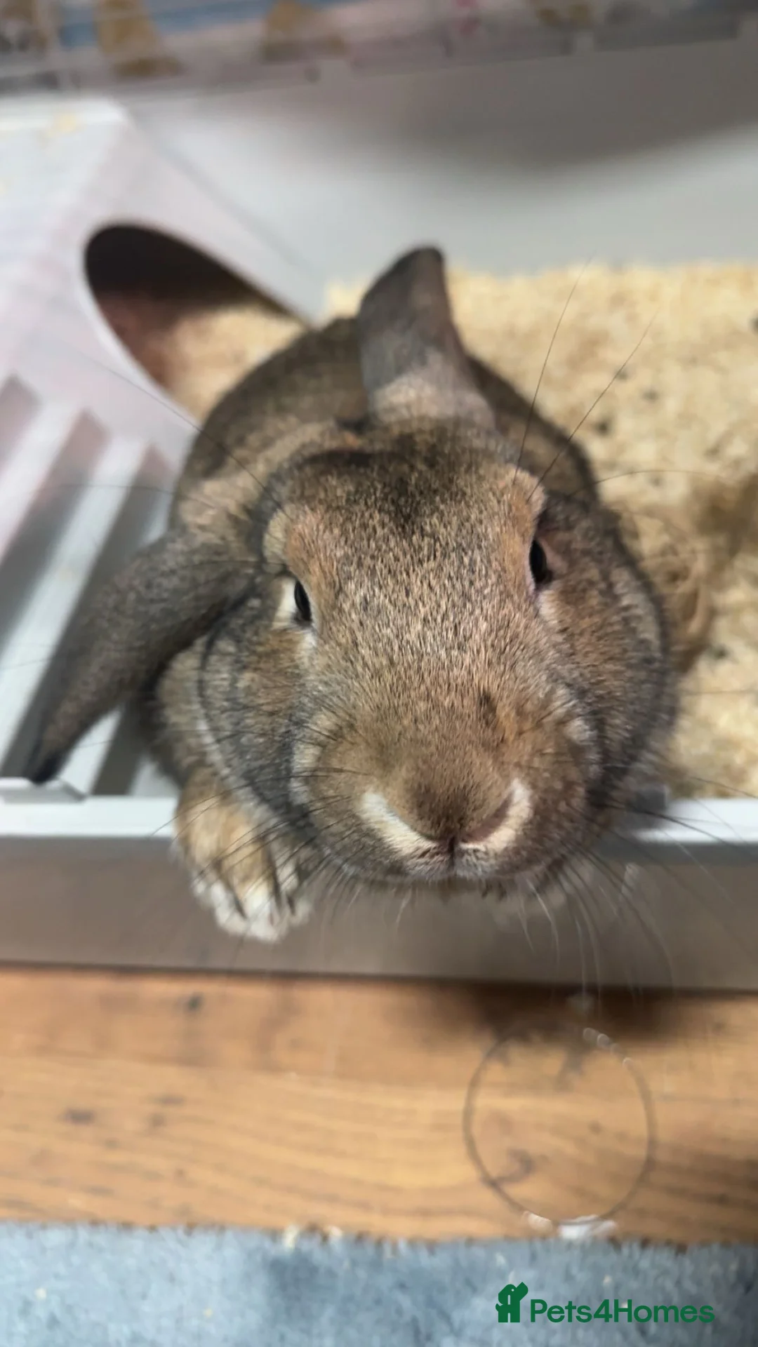 Mixed Breed rabbits for sale: male rabbit for rehome or looking for partner  in Southampton - Advert 2