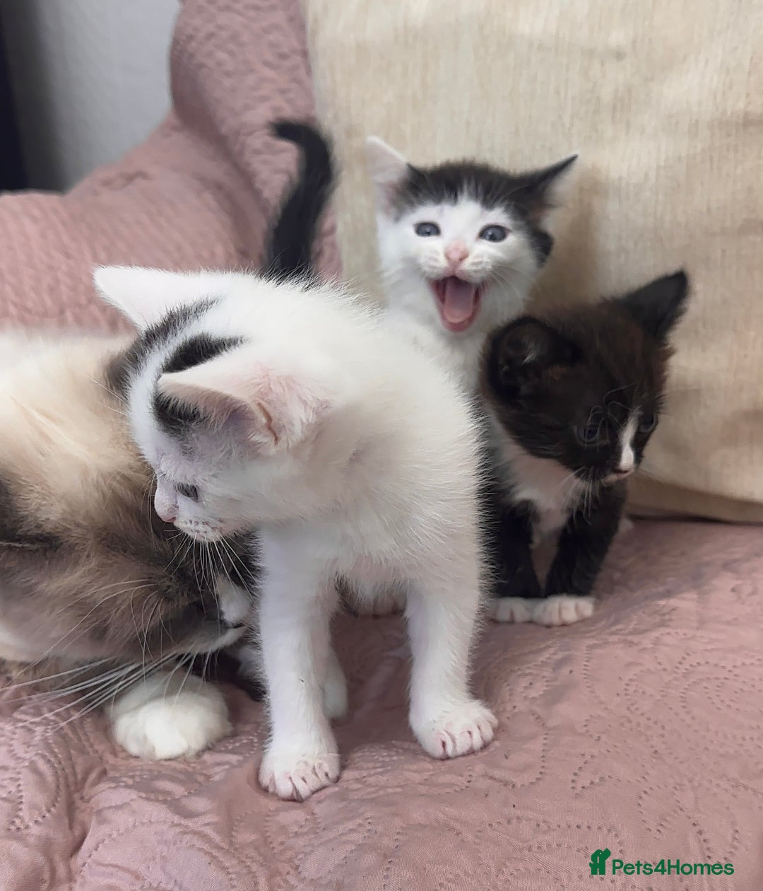 Ragdoll cats for sale: ✨ Three Gorgeous Long-Haired Ragdoll Mix Kittens ✨ - Image 4
