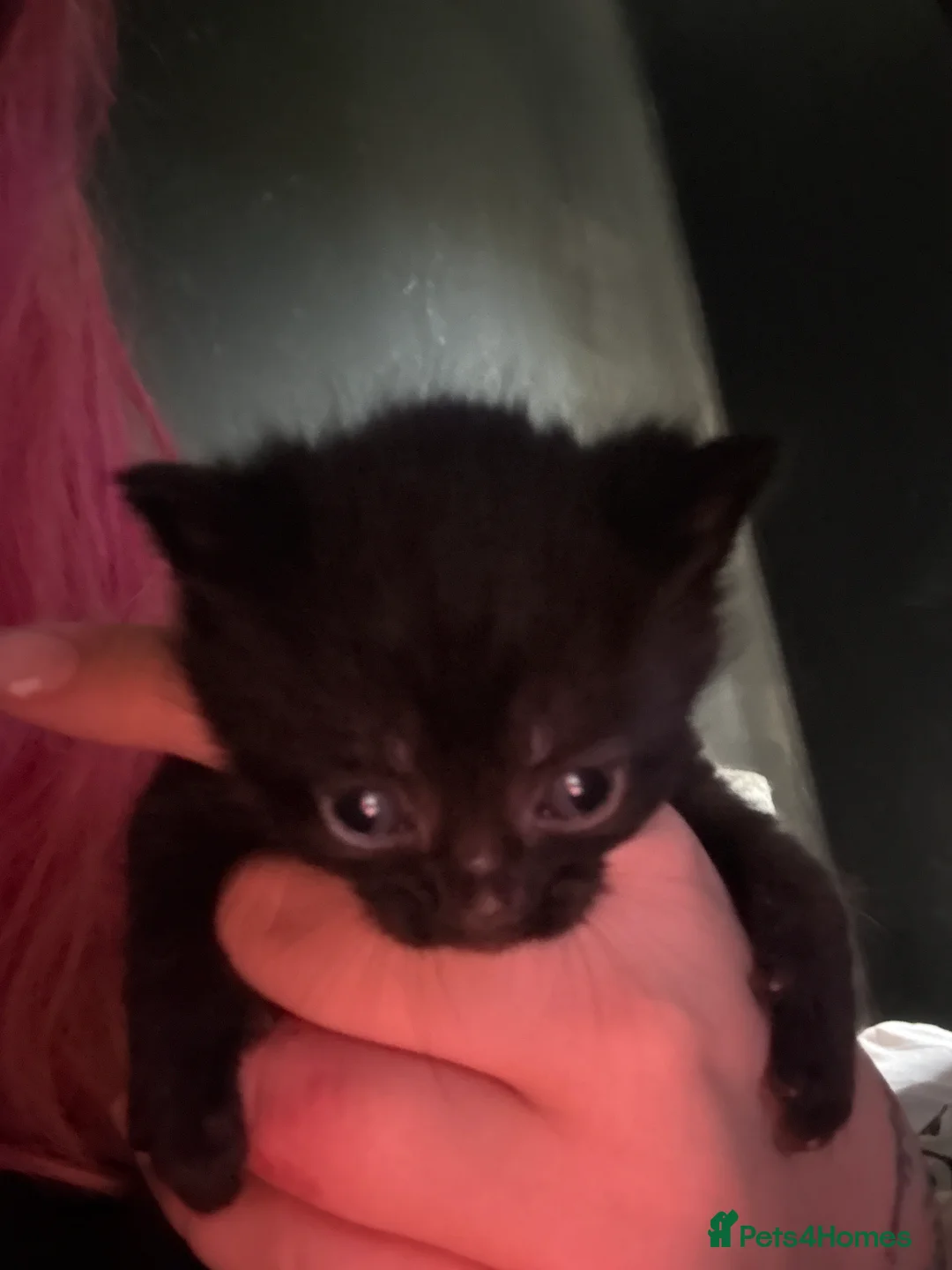 Mixed Breed cats for sale: 5 kittens will be available around 10th November  - Advert 2
