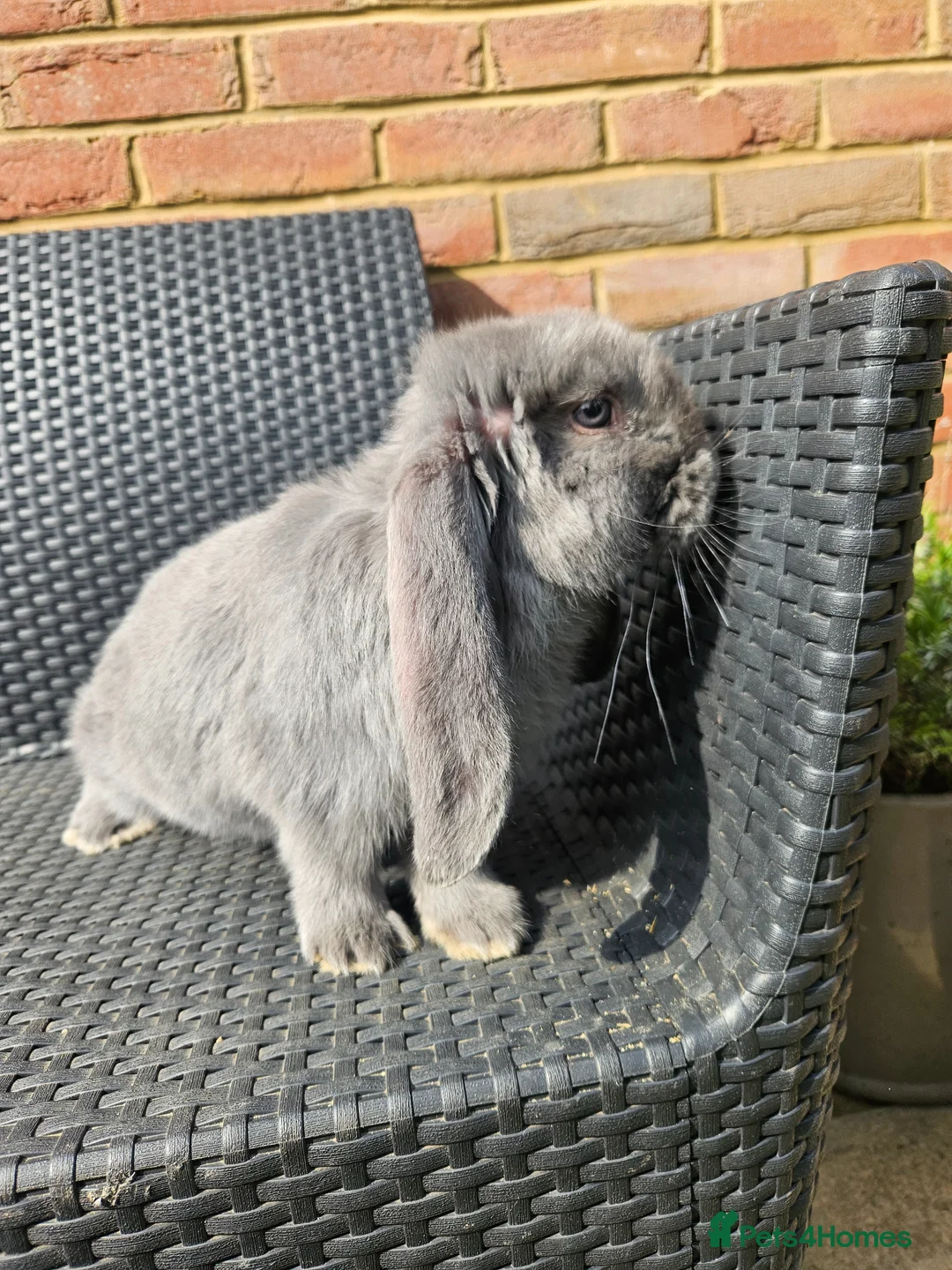 French Lop rabbits for sale: Lovely boy french lop baby in Wokingham - Advert 5