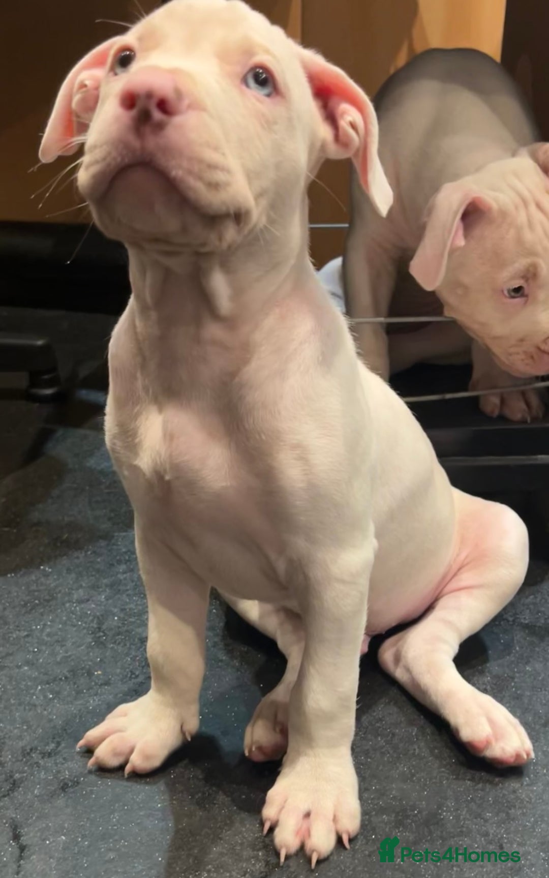 Mixed Breed dogs for sale: 2 white boys available  Ready to leave now - Image 7