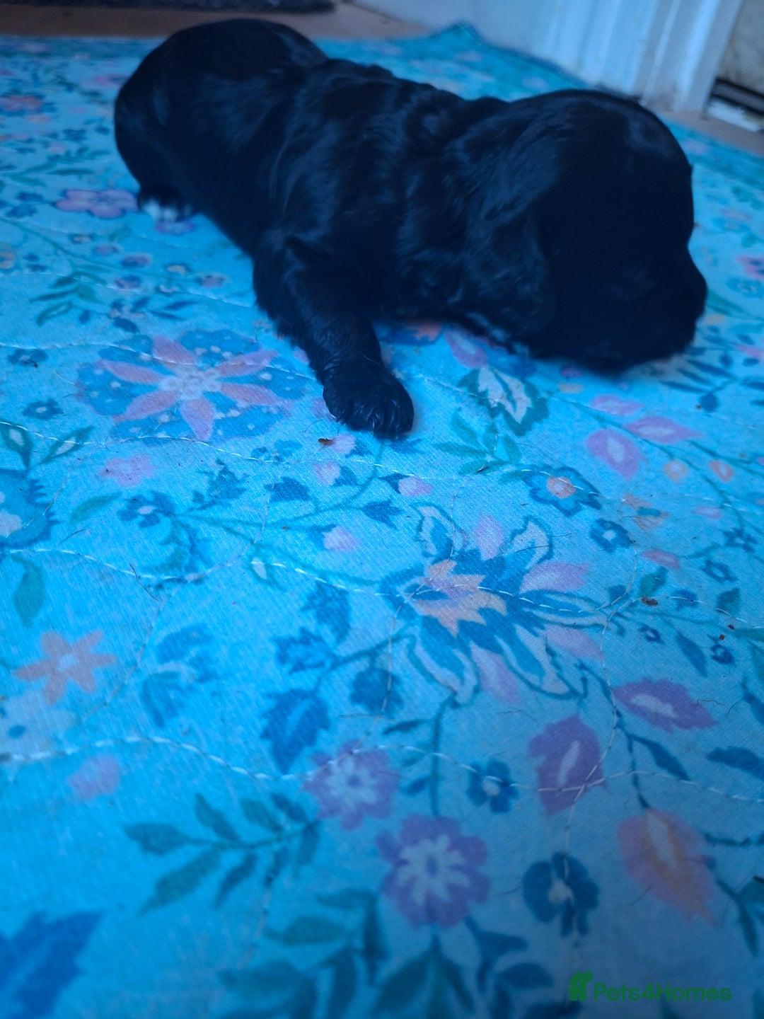 Cockapoo dogs for sale: Cockerpoos looking for forever homes - Advert 6