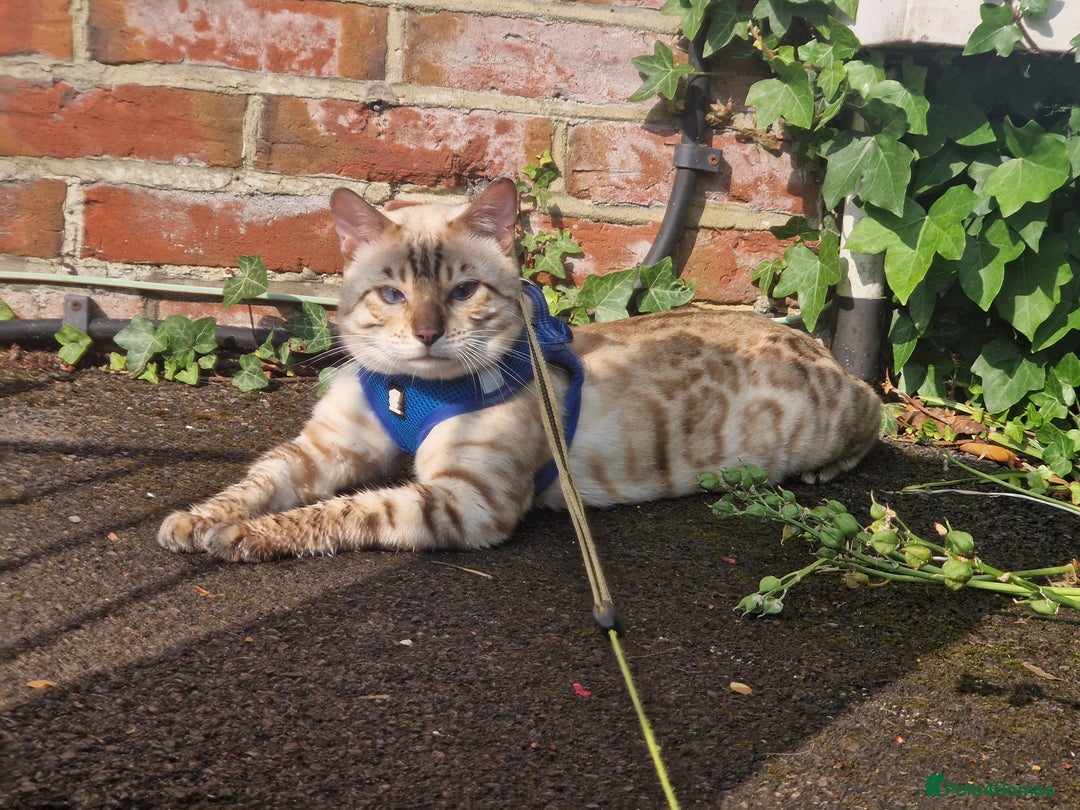 Bengal cats for stud: Proven Snow Bengal for studd in Southampton - Image 2