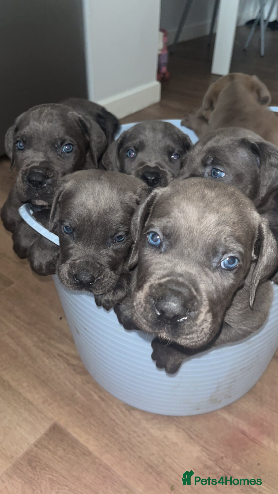 Cane Corso dogs for sale: Cane corso pups - Advert 9