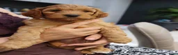 Cockapoo dogs for sale: Stunning F1 puppies Champions Bloodlines  - Advert 4