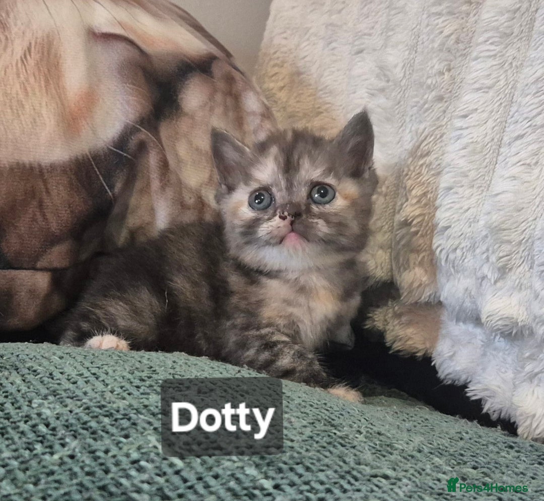 British Shorthair cats for sale: Beautiful British shorthair kittens - Image 24