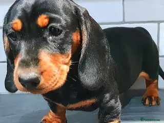 Miniature Dachshund dogs for sale: RAINBOW LITTER OF MINI DAX'S WOW 💯🔥 - Advert 3