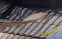 Ringnecks birds for sale: White female ringneck  - Image 1