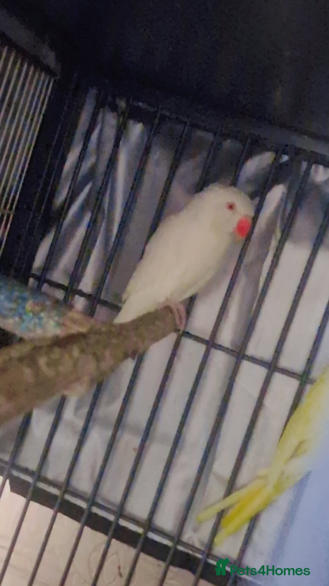 Ringnecks birds for sale: White female ringneck  - Image 1