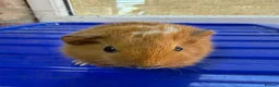 Guinea Pig rodents for sale: Baby guniea pigs ready to be reserved  - Advert 4