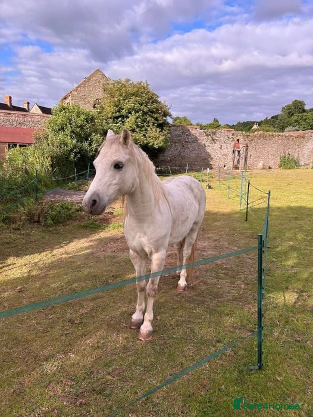 Welsh Section A horses for sale: Lovely lead rein pony Storm - Advert 1