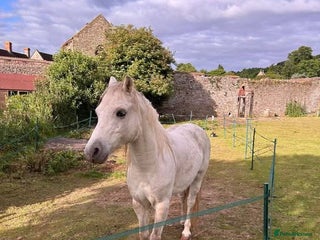 Welsh Section A horses Lovely lead rein pony Storm - Advert 1